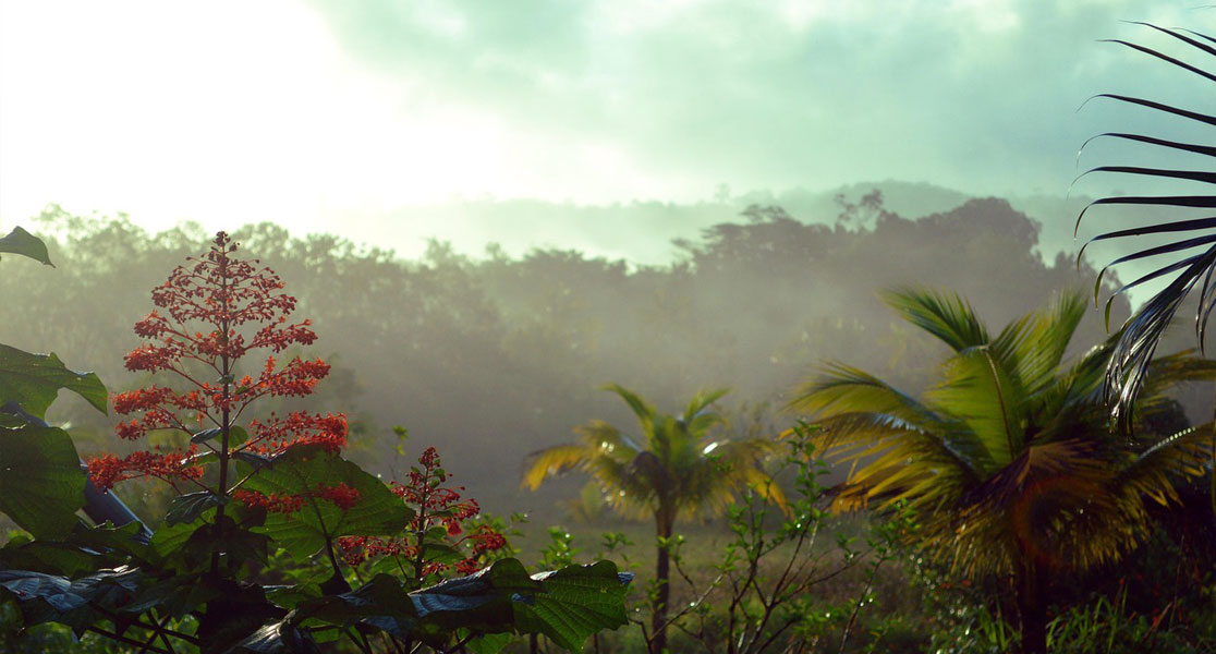 PXS introduced number portability in Guyana